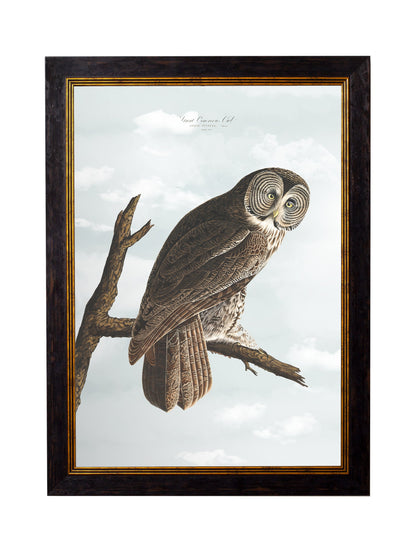 c.1838 Audubon's Owls