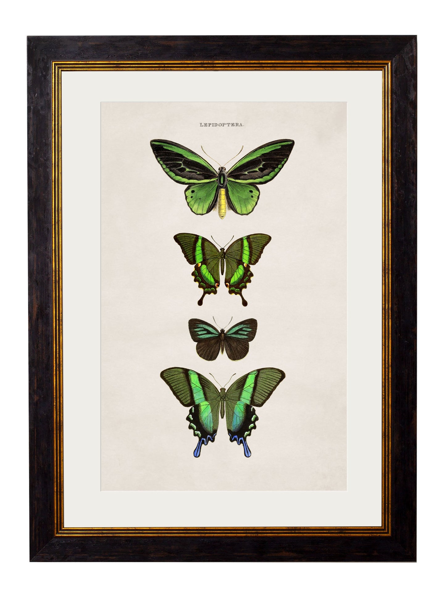 c.1835 Butterflies