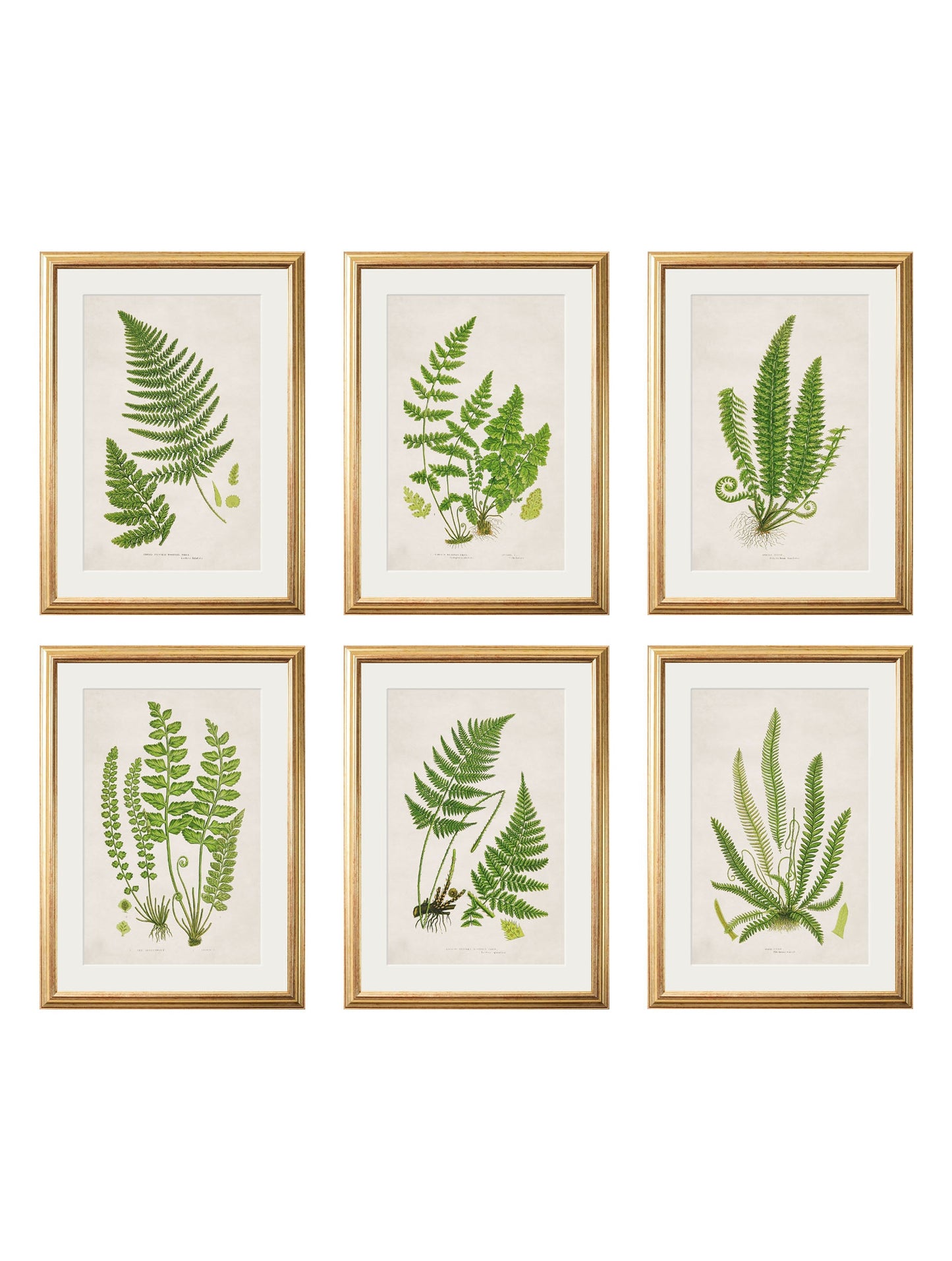 Collection of 6 Ferns