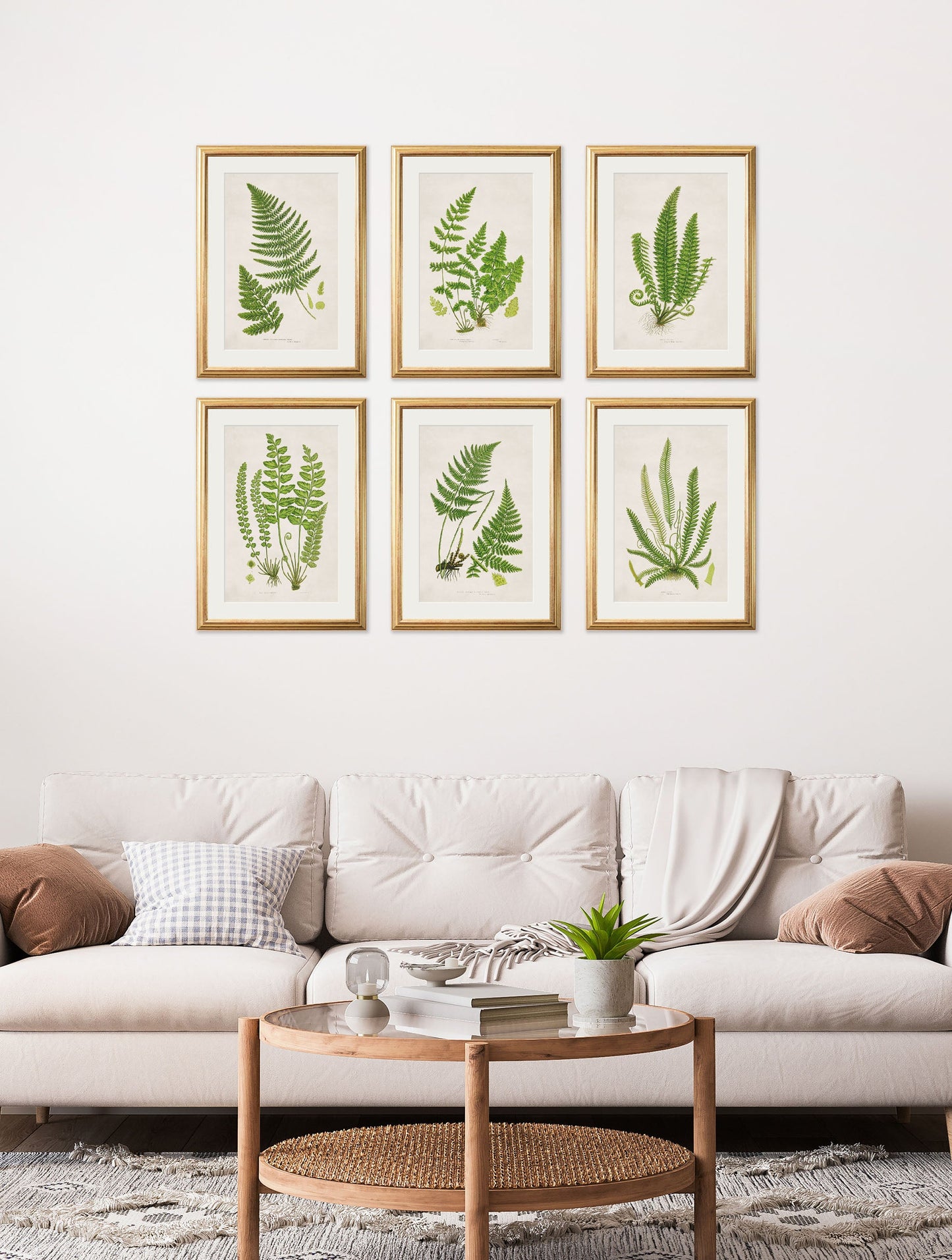 Collection of 6 Ferns