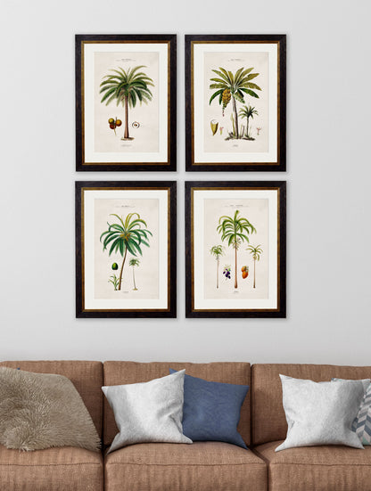 c.1843 Studies of South American Palm Trees