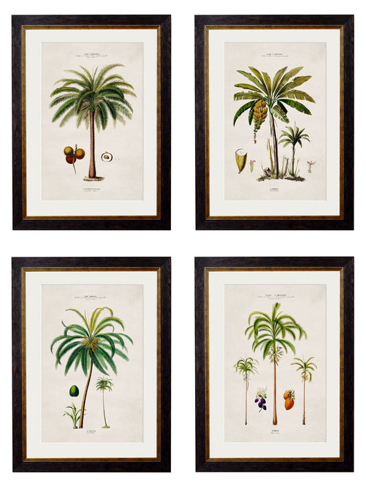 c.1843 Studies of South American Palm Trees