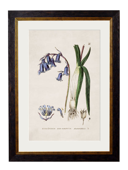 c.1837 British Flowering Plants