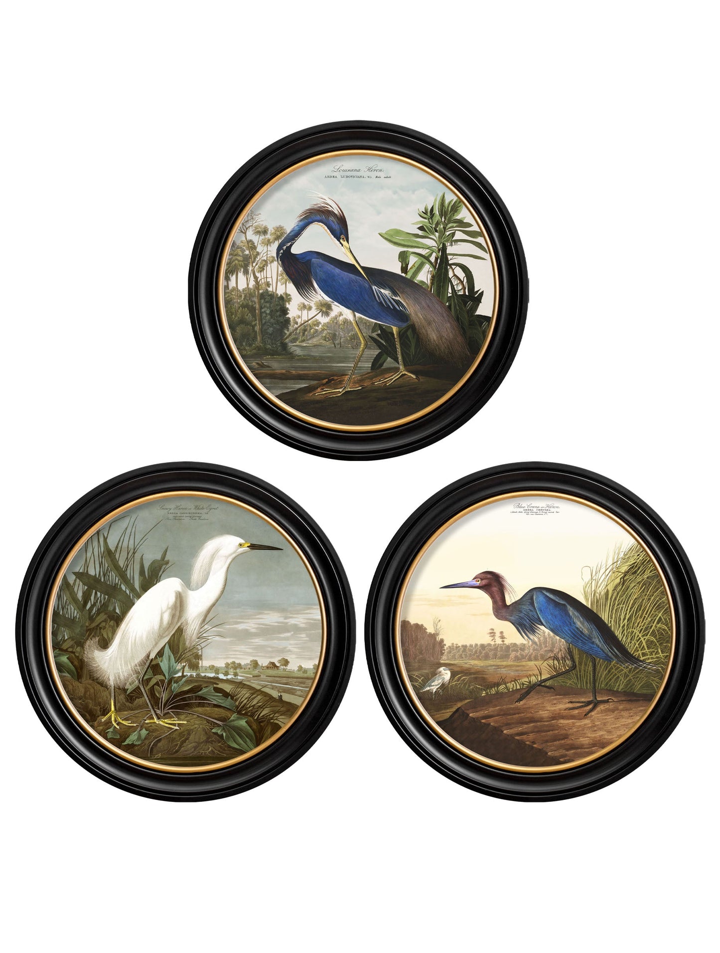 c.1838 Audubon's Herons in Round Frames