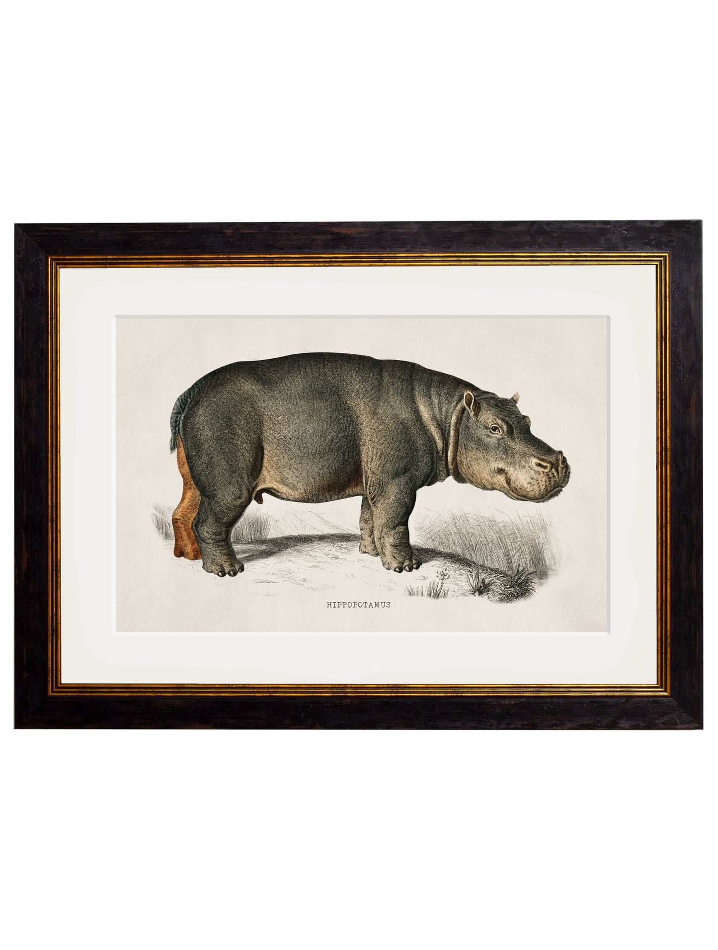 c.1846 Rhino & Hippo