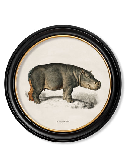 c.1846 Rhino & Hippo - Round Frames