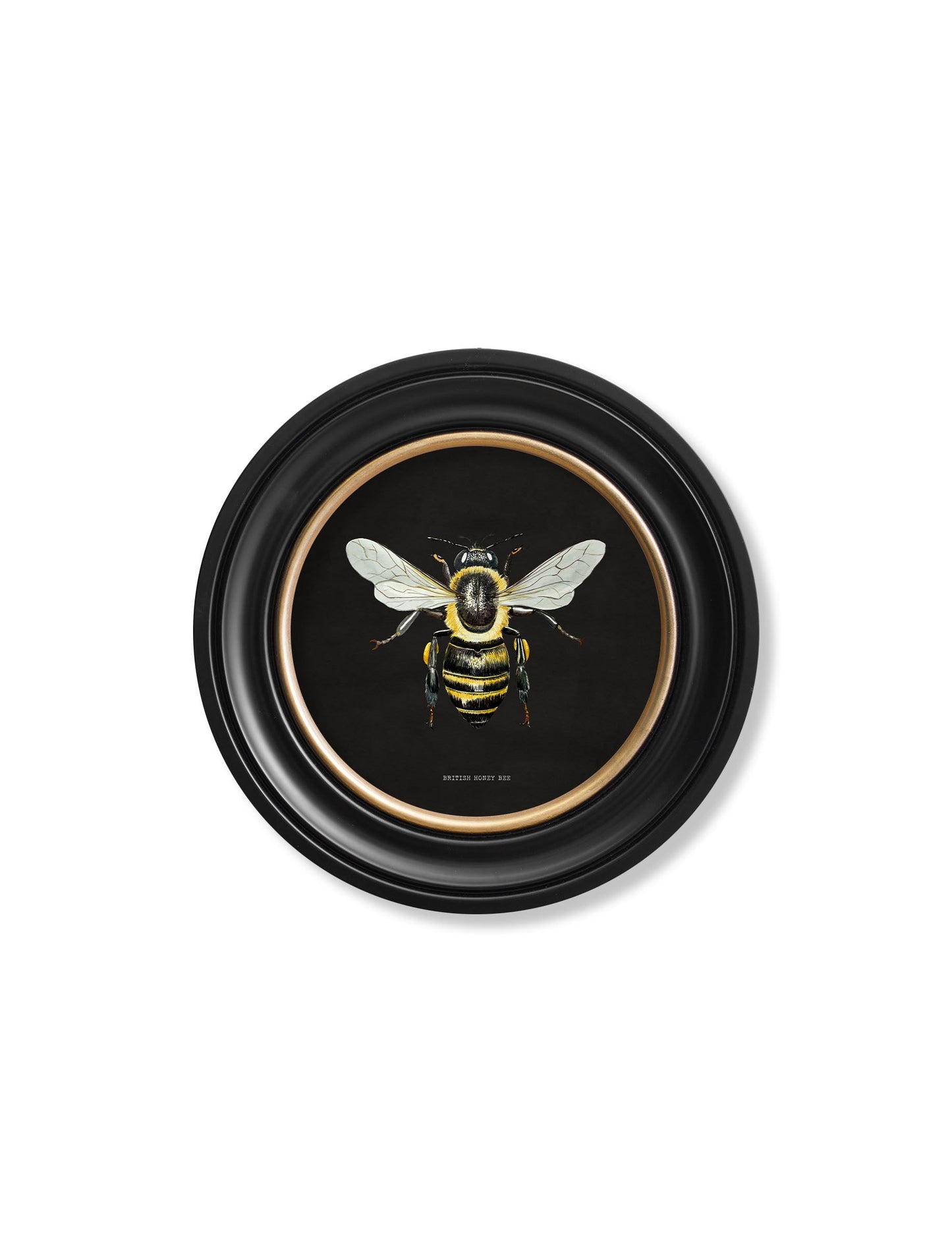 c892 British Bees Round Frame - Dark