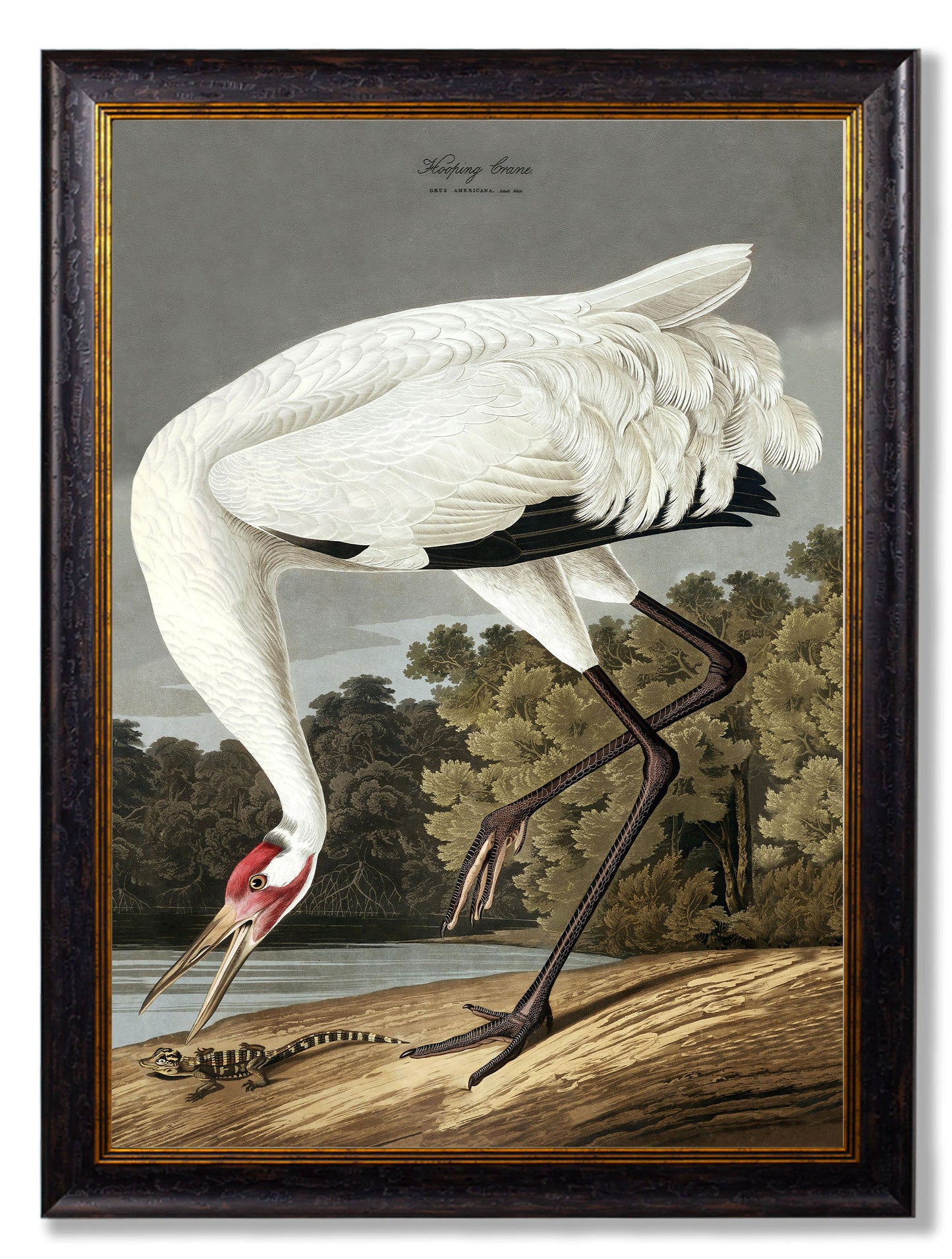 c.1838 Audubon's Hooping Crane