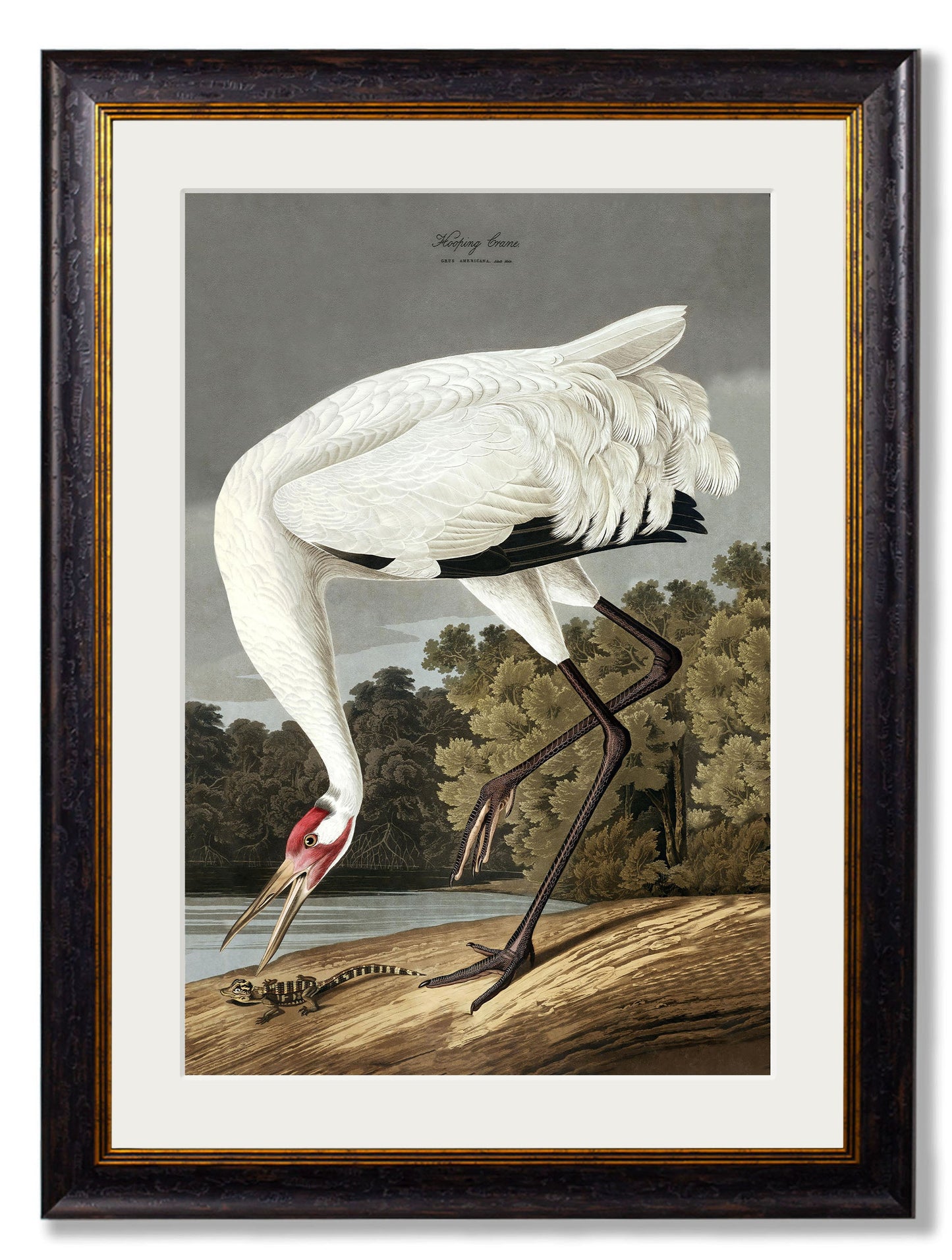 c.1838 Audubon's Hooping Crane