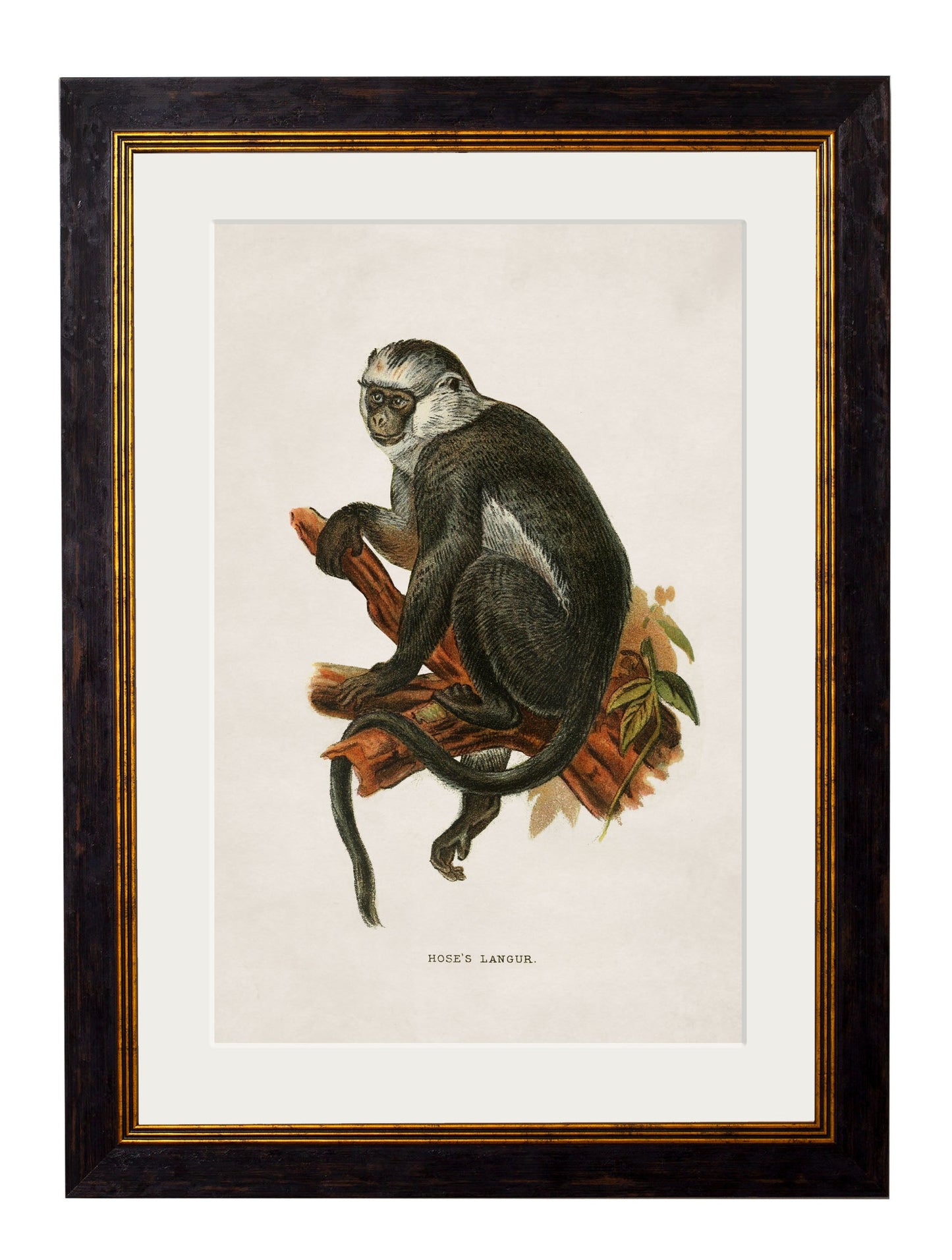 c.1910 Collection of Primates