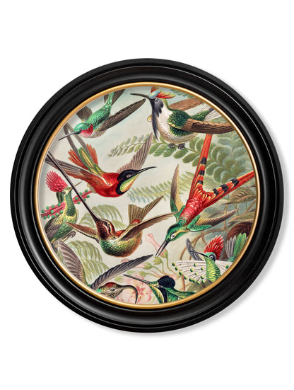 c.1904 Haeckel Flora and Fauna - Round Frames