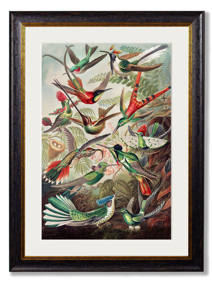 c.1904 Haeckel Hummingbirds