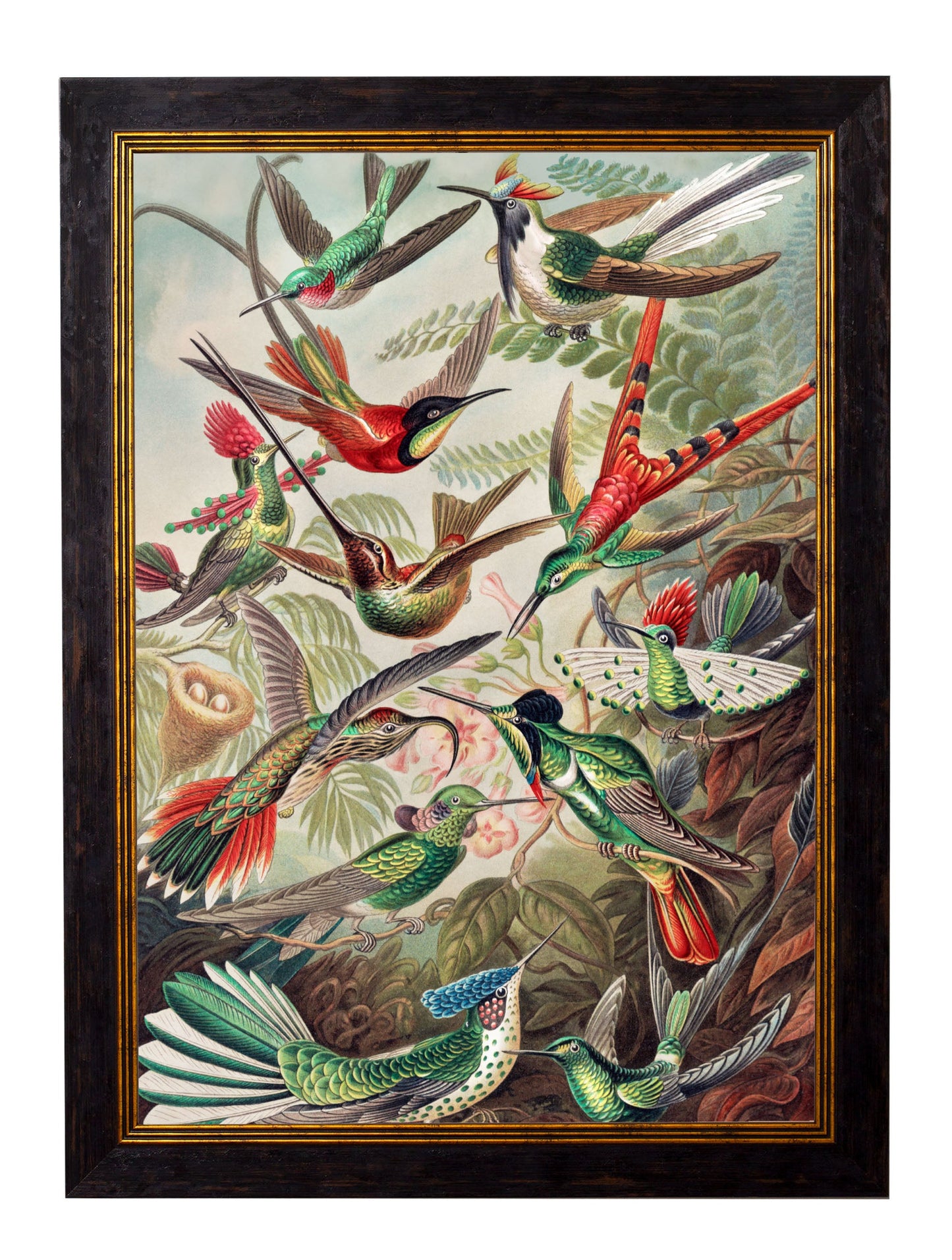 c.1904 Haeckel Hummingbirds