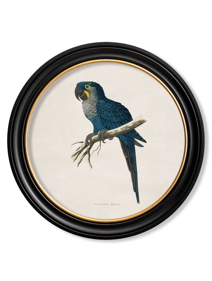 C.1884 Collection of Macaws in Round Frames