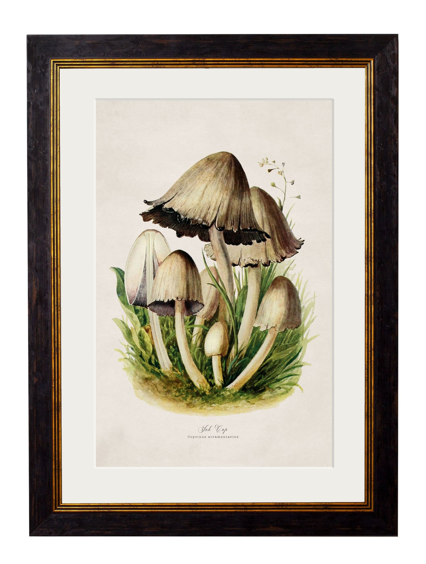 c.1913 Edible Mushrooms