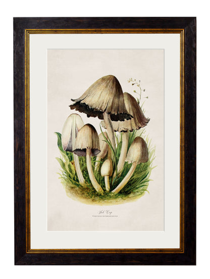 c.1913 Edible Mushrooms