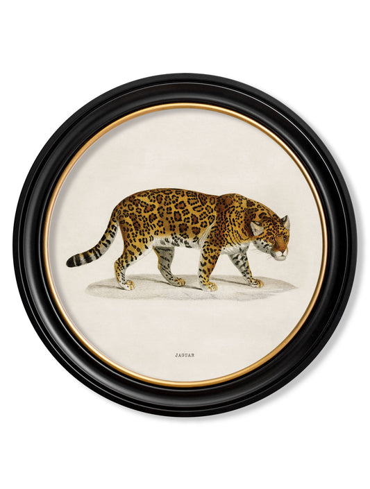 c.1836 Jaguar - Round Frame