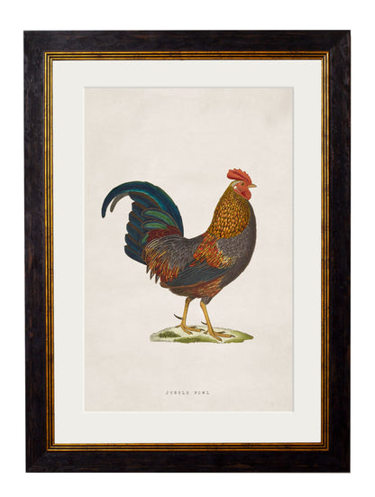 c.1838 Junglefowl