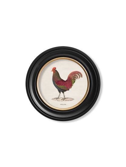 c.1838 Junglefowl in Round Frames