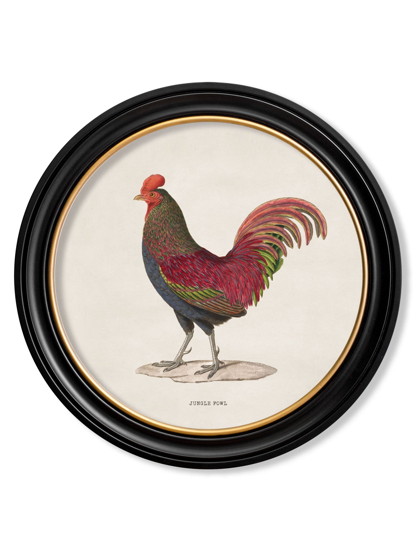 c.1838 Junglefowl in Round Frames