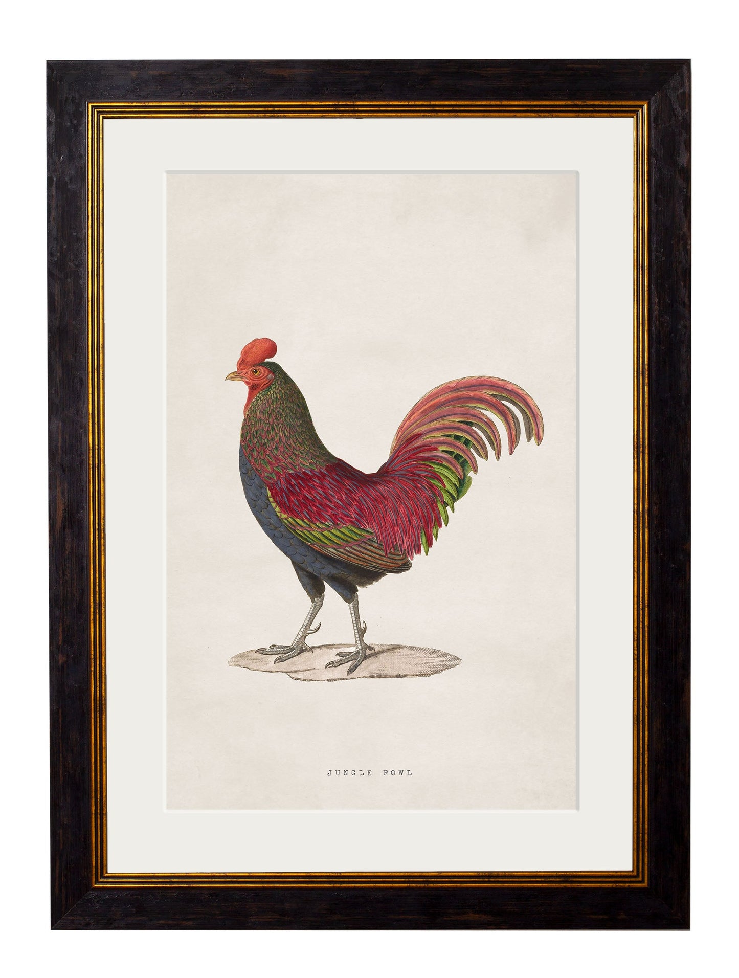 c.1838 Junglefowl