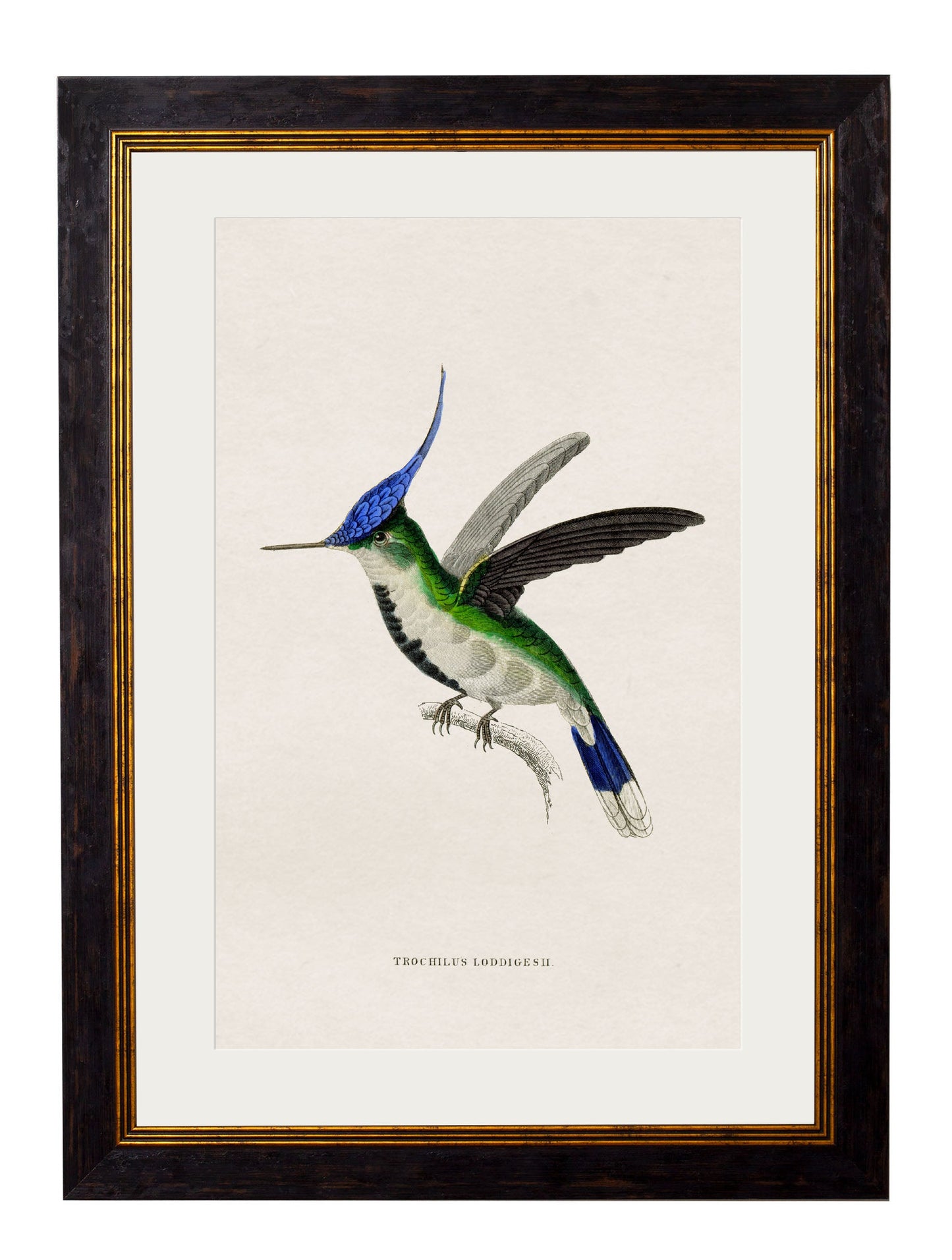 c.1833 Hummingbirds