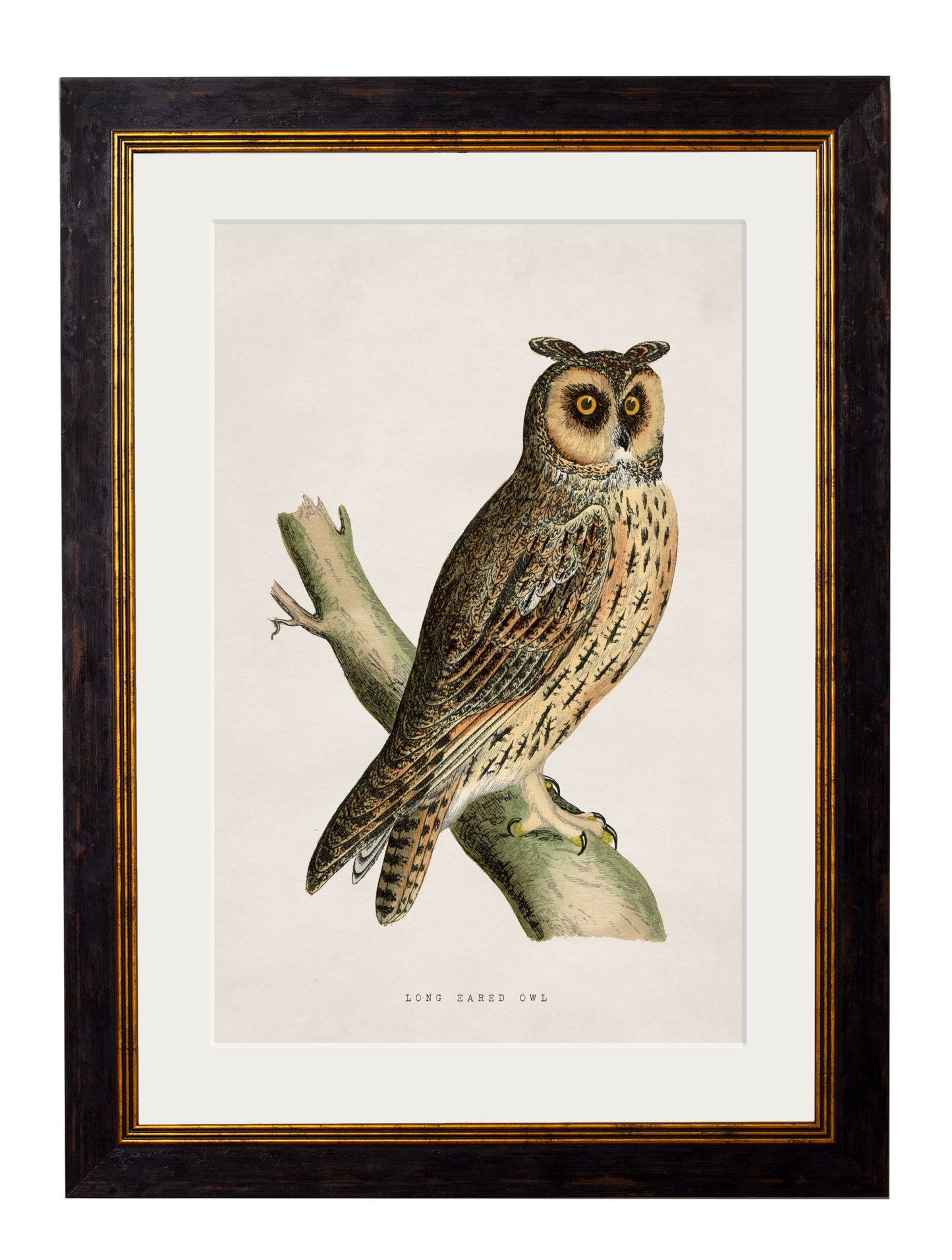 c.1870 British Owls