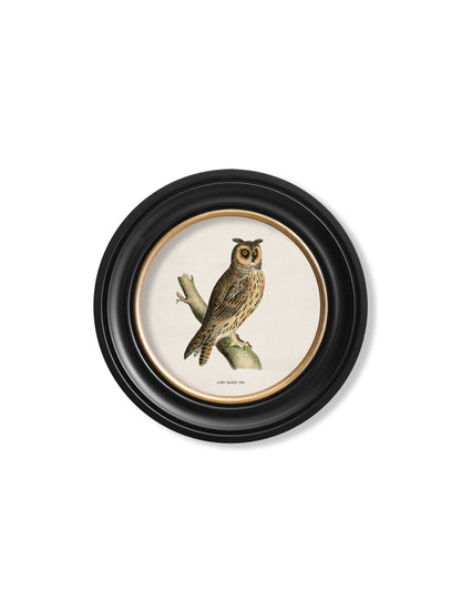 c.1870 British owls in Round Frames