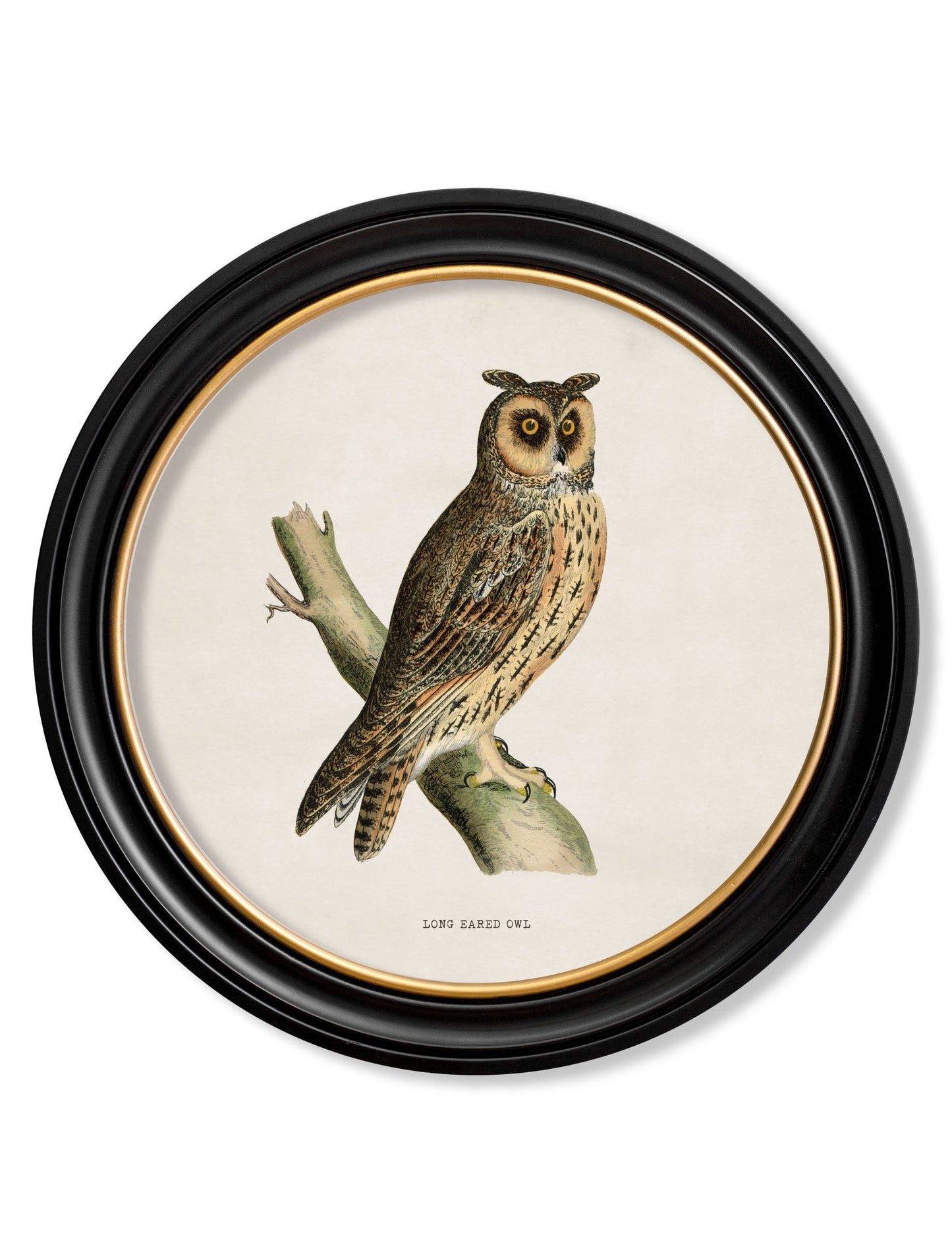 c.1870 British owls in Round Frames