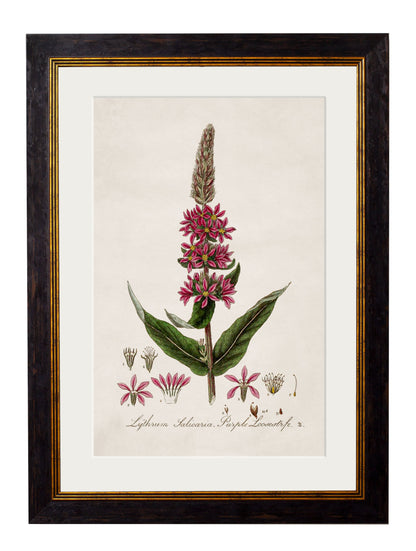 c.1837 British Flowering Plants