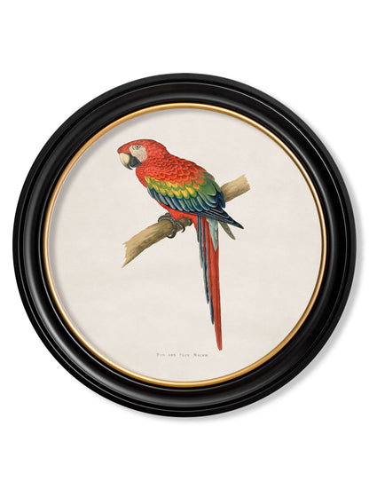 C.1884 Collection of Macaws in Round Frames