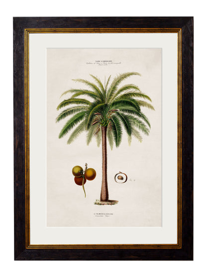 c.1843 Studies of South American Palm Trees