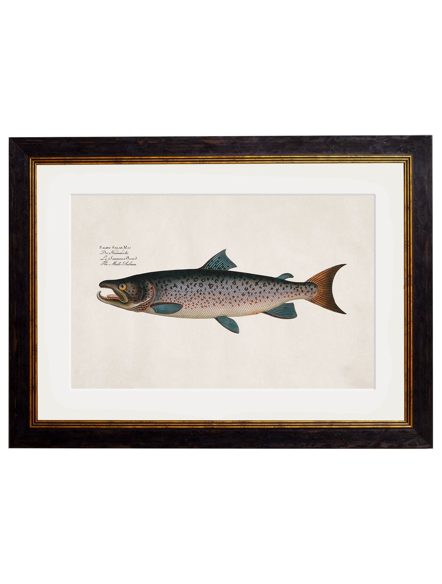 c.1785 Studies of Salmon