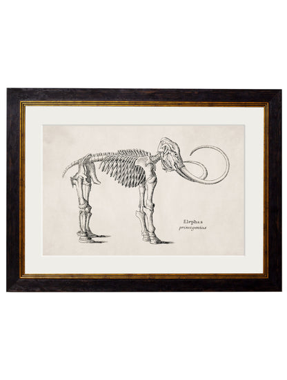 c.1870 Anatomical Skeletons