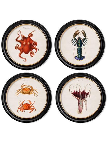 c.1876 Marine Animals in Round Frames