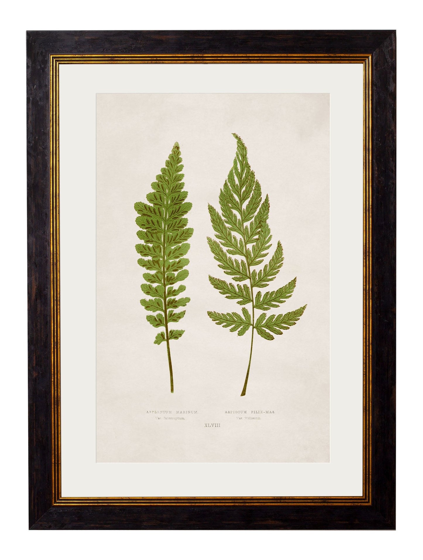 c.1864 Collection of British Ferns