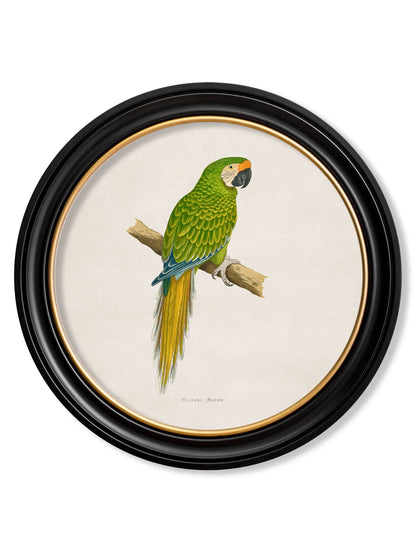 C.1884 Collection of Macaws in Round Frames