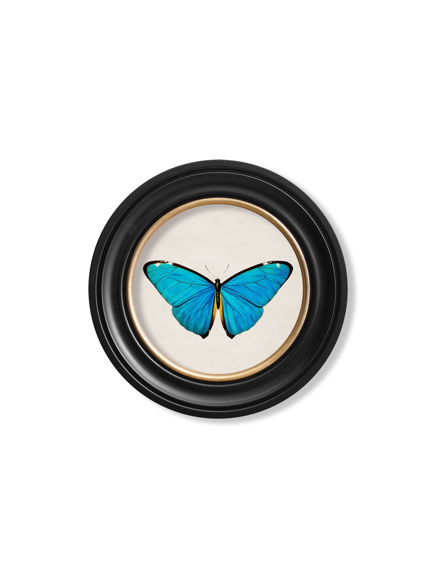 c.1836 Tropical Butterflies - Round Frames