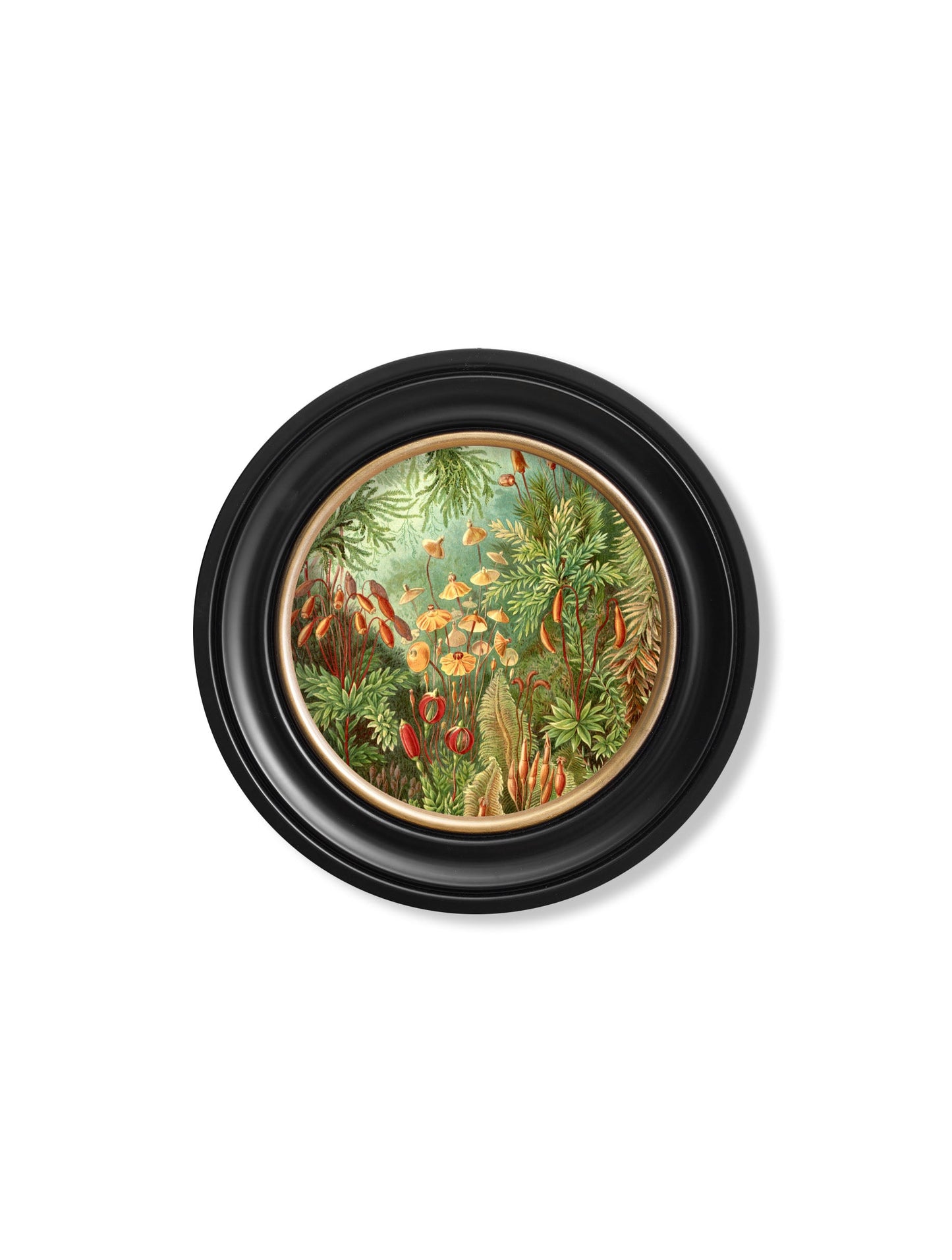 c.1904 Haeckel Flora and Fauna - Round Frames