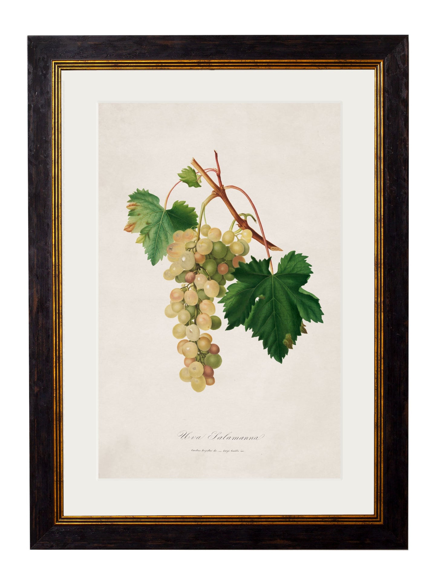 c.1817 Collection of Botanical Grapes