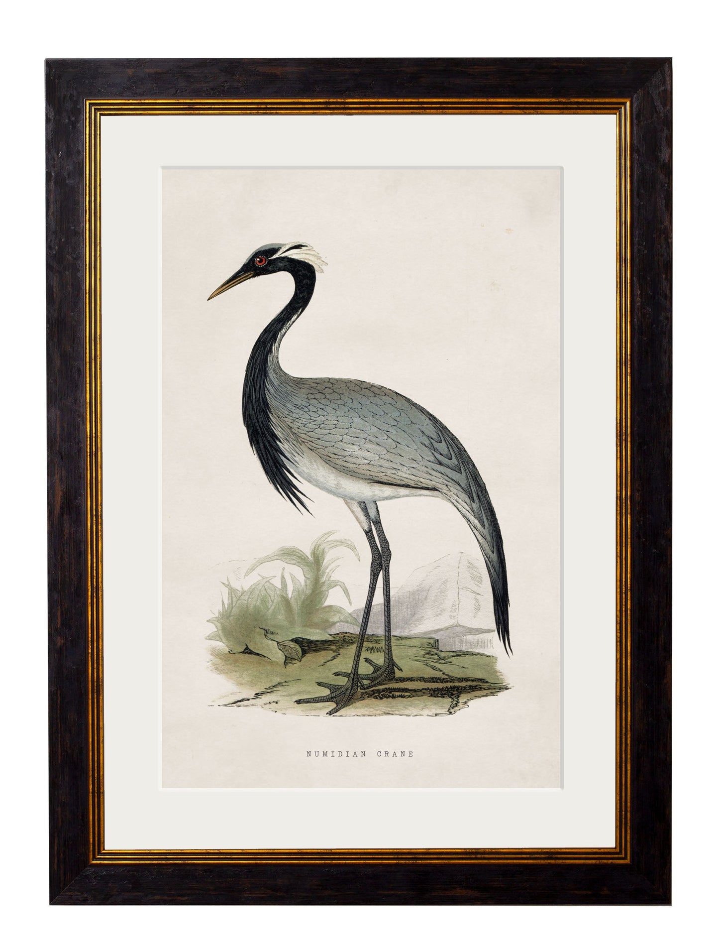 c.1850's British Wading Birds