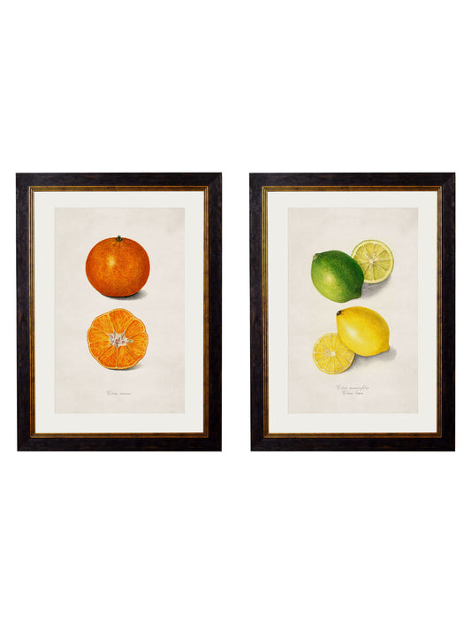 c.1886 Study of Citrus Fruit