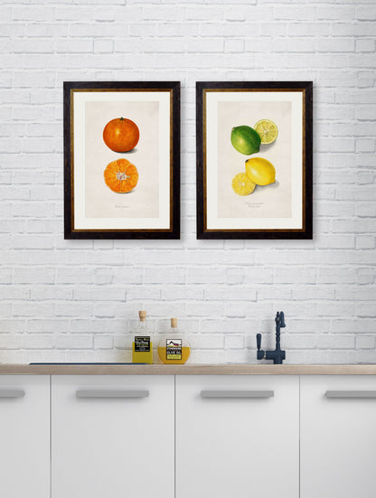 c.1886 Study of Citrus Fruit