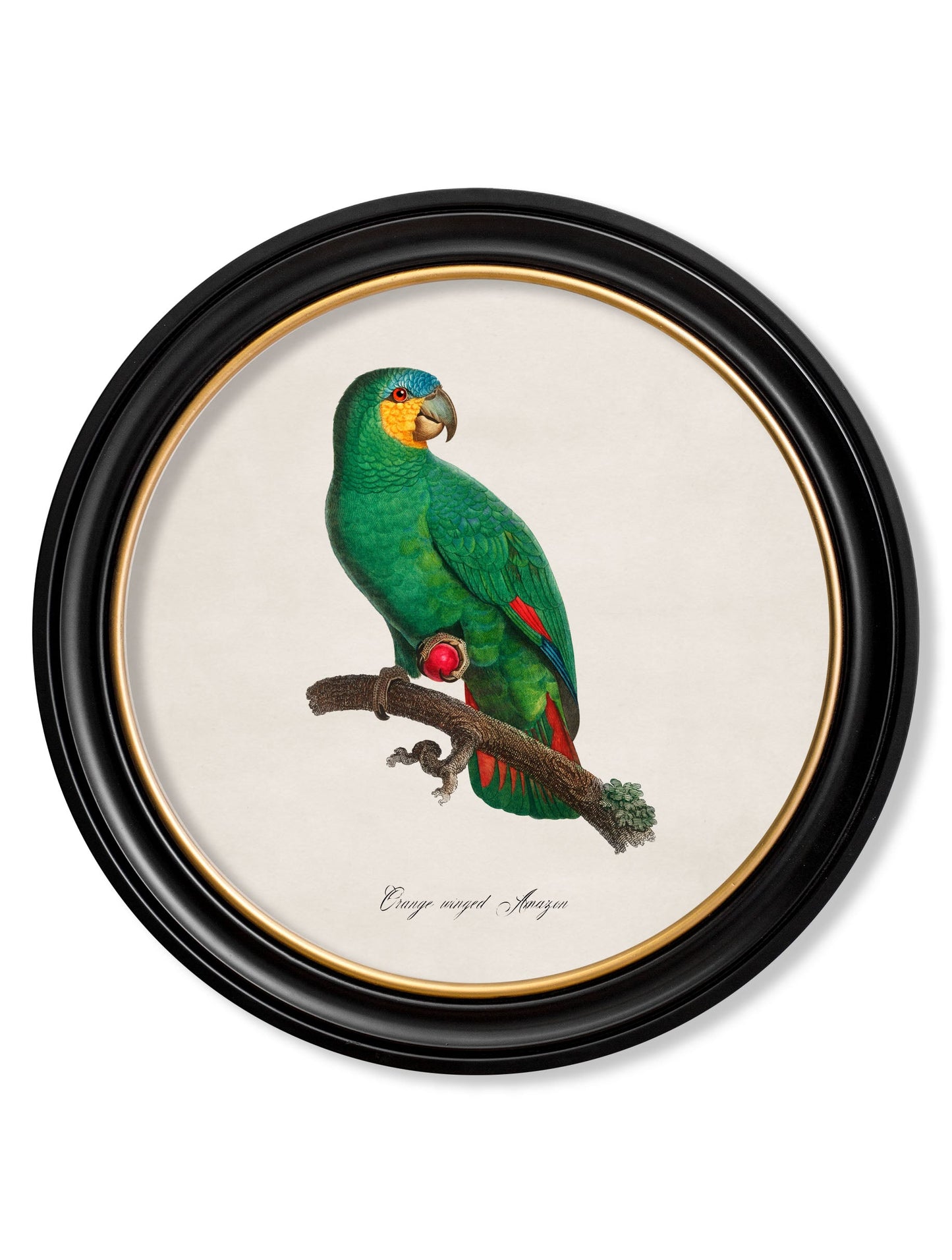 C.1800's Collection of Parrots in Round Frames 2