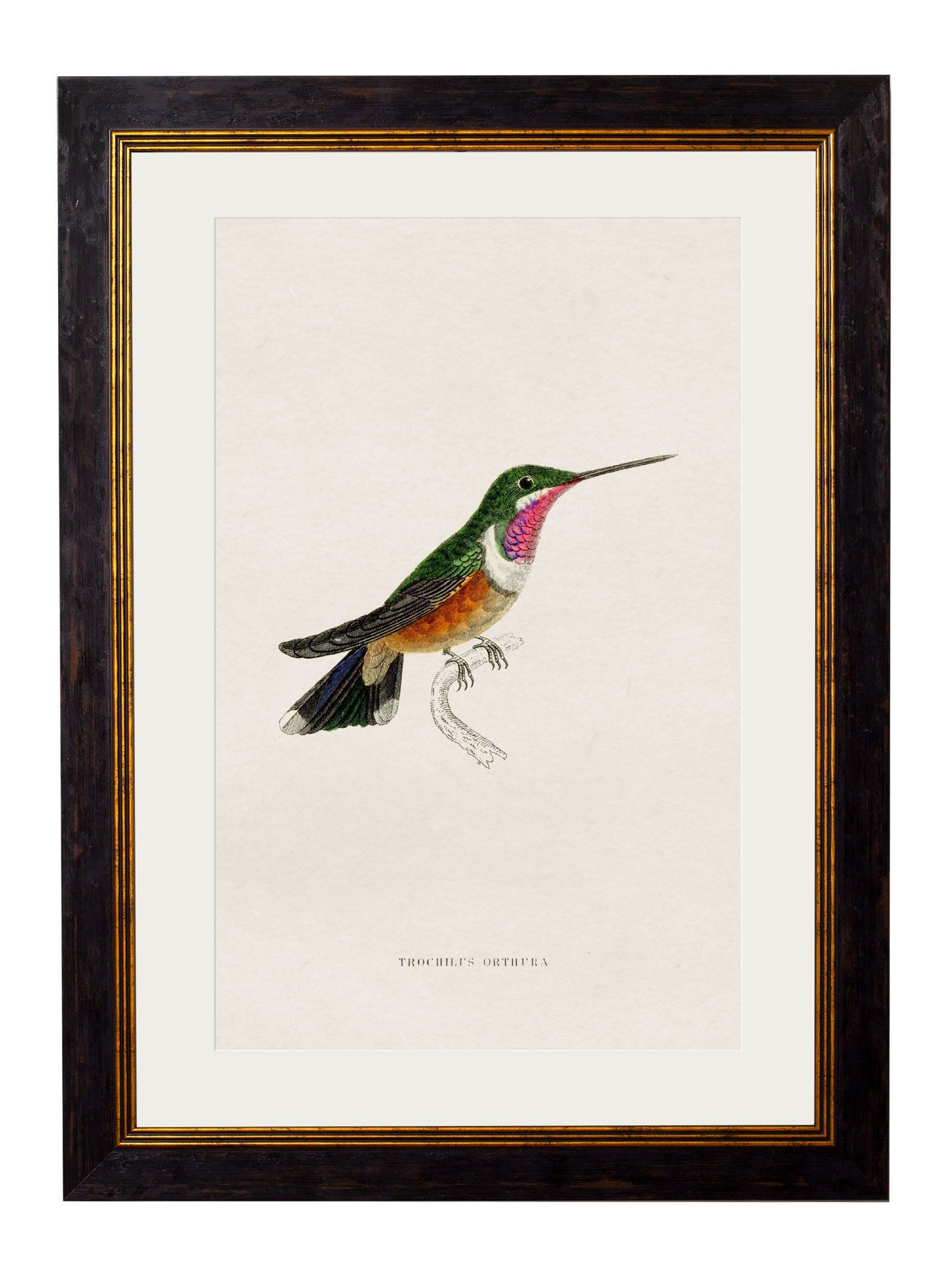 c.1833 Hummingbirds