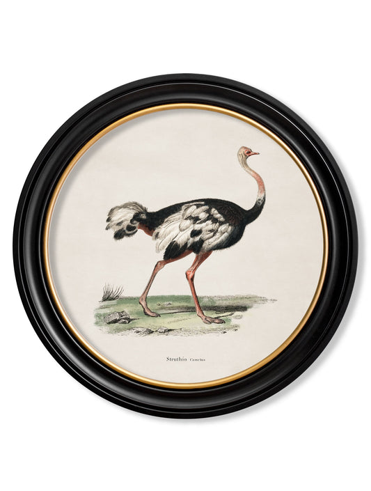 c.1846 Ostrich - Round Frame