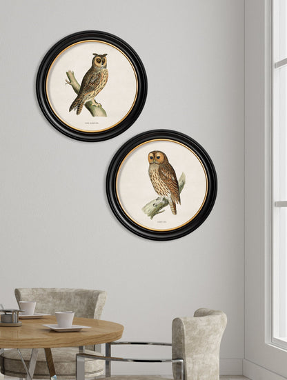 c.1870 British owls in Round Frames