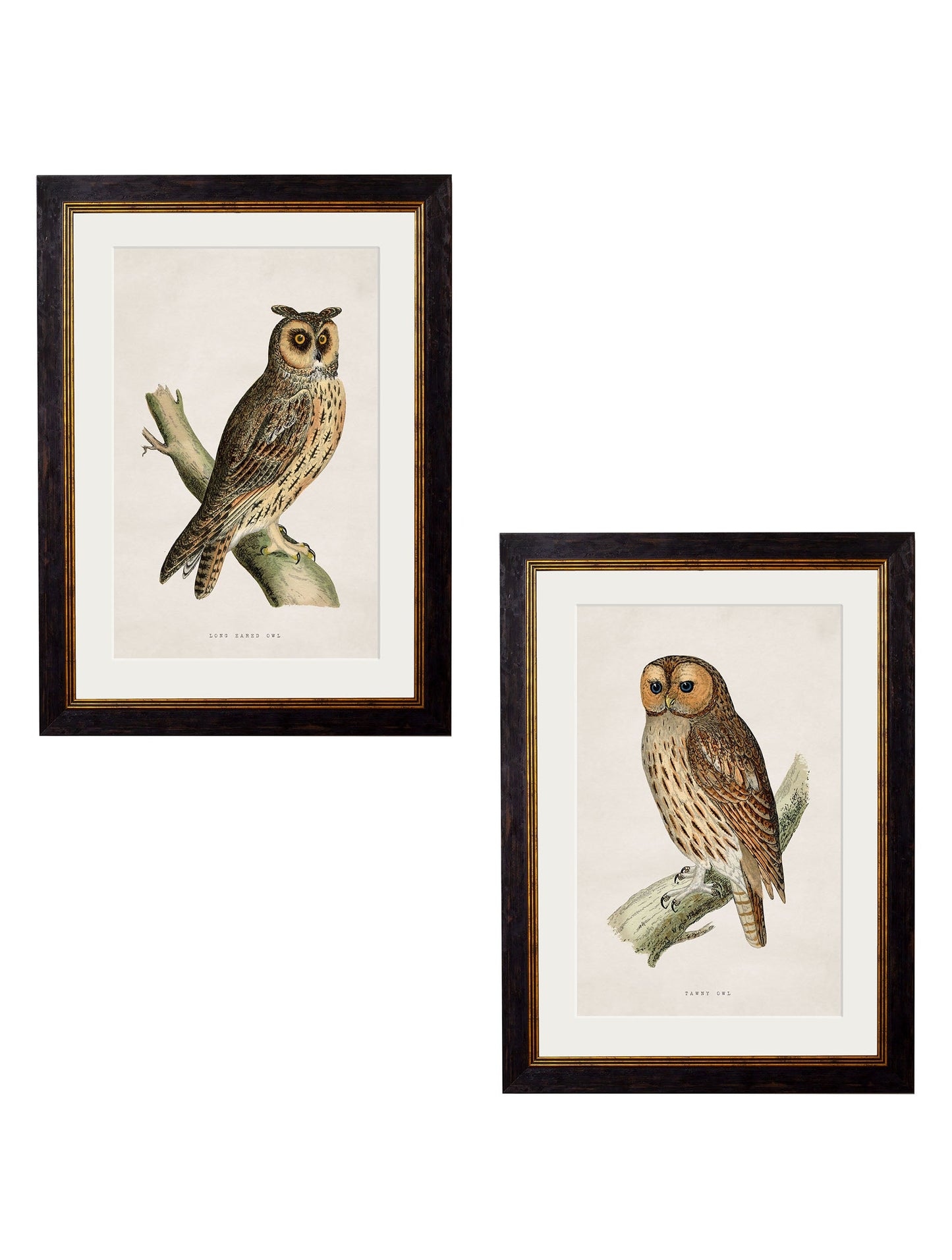 c.1870 British Owls