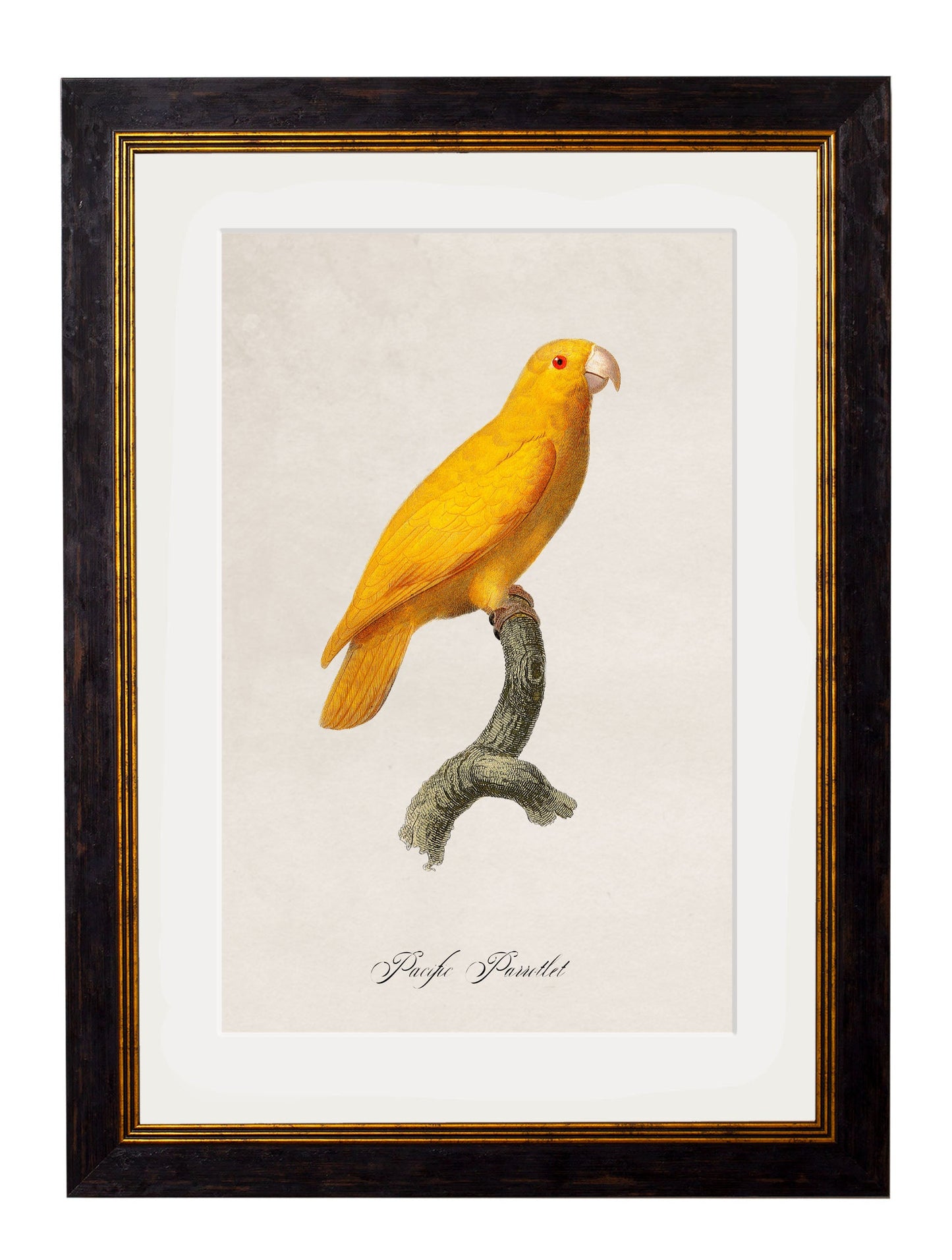 C.1800's Collection of Parrots