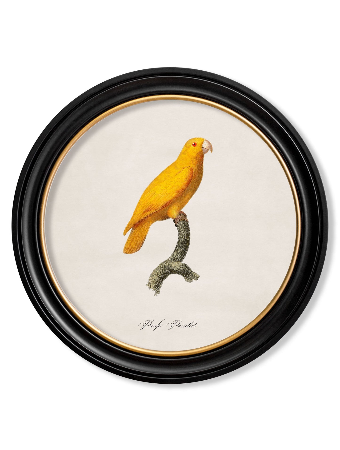 C.1800's Collection of Parrots in Round Frames 2